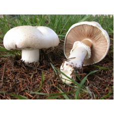 Мицелий Шампиньона крупноплодного/ Шампиньон крупноспоровый (Agaricus macrosporus) Мицелий Шампиньона крупноплодного/ Шампиньон крупноспоровый (Agaricus macrosporus)